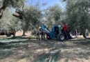 Academy Olivo in Campo Calabria, due giorni tra campo, innovazione, mercato e strategie per il futuro dell’olivicoltura